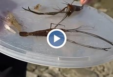 Инвазивният вид може да доведе до изчезването на някои риби