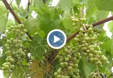 Производители в Монтанско апелират към властите да не разрешават внос