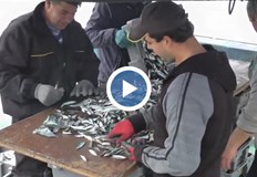 Предстоящото поскъпване на разрешителните и таксите за риболов предизвиква тревога