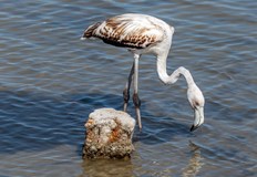 Експерти предупреждават за катастрофални последициСредиземно море е на прага на