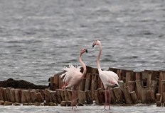 Над 4000 птици вече живеят постоянно в Атанасовското езеро и