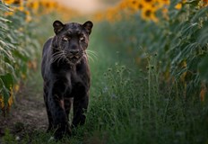 Ловците имат право да застрелят хищника тъй като животното не