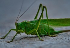 Нашествието е свързано с разрушаването на язовир Каховка и военните