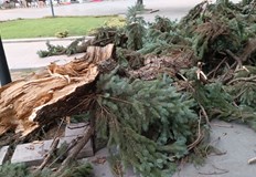 Очевидци описват брутална буря с опасни последици в градската градинаМощната