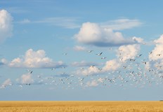 Белите птици се събират на огромни ята и се насочват