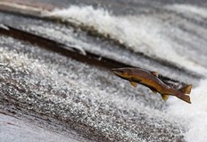 Няколко градуса разлика в океанската вода предизвикват екологична катастрофаПрез 2014