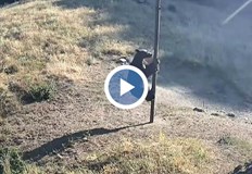 Димитър Кибарев Жив съм благодарение на кучетата си За щастие пострадах