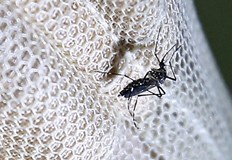 Проф Кантарджиев съветва двойни фланелки и репеленти срещу заразените комариЗападнонилската