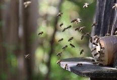 Пчеларите предполагат че причината е употреба на забранения в страната