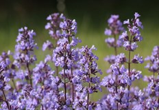 Флавоноидите в растението подобряват кръвообращението и предпазват артериитеКръвообращението играе жизненоважна