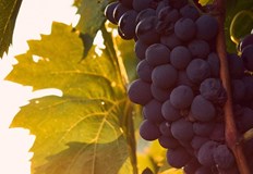 Високите температури и сушата променят технологията на винопроизводство и повишават