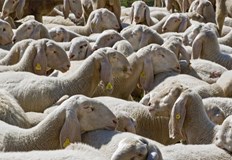 Росселхознадзор наложи ограниченията заради огнищата на шарка по дребните преживни