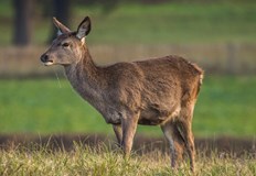 Животното е било простреляно два три дни преди намирането муУбита кошута
