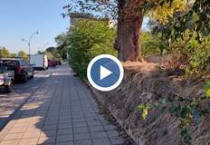 Жители на Русе алармират за потенциален риск от падащи дървета