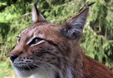 Жандармерията предупреждава за непредсказуемото поведение на рисаРис държан като домашен