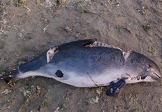 Три различни екземпляра са намерени за два дни РИОСВ получи