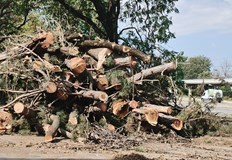 Община Русе е уведомена за случая но сечта продължаваЖителка на