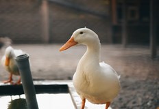 Умъртвиха над 28 000 патици за да предотвратят разпространението на