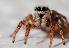 38 годишният британец взел насекомото за подарък на сина си38 годишният британец