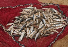 Гребеновидна медуза е мигрирала в Черно море с корабите Нова