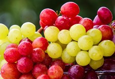 Учени откриха в плода над 1600 съединения полезни за здраветоГроздето