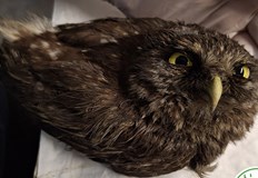 Птицата е загубила една трета от теглото си а носните