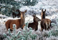 Популацията им може да намалее с 80 до 2100 годинаПопулацията