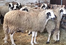 Въпреки взетите ограничителни мерки вирусът е проникнал и във фермата