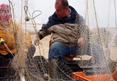 Леферът и паламудът още не са пристигнали в крайбрежните водиРибарите