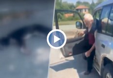 82 годишният мъж е задържан животното се лекува в Плевен82 годишен мъж