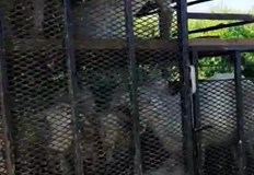 Двама мъже са с издаден акт за нерегламентиран транспорт на