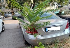 Природата превзе изоставен автомобил в Красна полянаВпечатляващ урок по биология