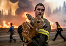Покрийте очите на раненото животно при пожар съветват експертиПреместване на