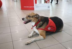 Бивши бездомни кучета се превърнаха в терапевти и помагат на