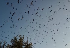 Птиците от Унгария Германия и Хърватия пренощуваха върху покривите на