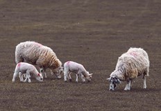 Контролът по границите и незаконната търговия са във фокуса на