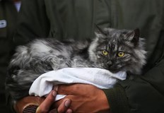 Рецесивната мутация се наследява от двамата родители и е рядко