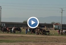 Извършват се масирани контроли срещу нелегална търговия заради шаркатаПолицията в