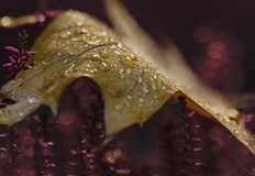 С началото на септември настъпва метеорологичната есенВ последния уикенд на