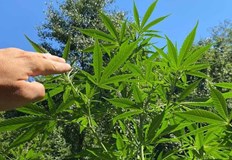 38 годишен мъж е задържан за отглеждане на наркотичните растенияБлизо пет