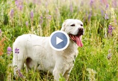 Рускиня отглежда кучето в чужд двор полицията не може да