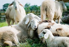 Над 1000 овце са умъртвени заради шарка полиция търси нелегален