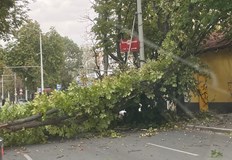 Засегнати са тролейбусните жици спрян е тока в мрежатаПаднало дърво