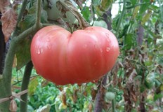 Ключ към добрия вкус е правилният избор на цвят текстура