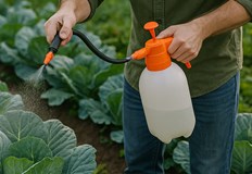 Вкусният зеленчук може да бъде отгледан успешно без химияЗелето е