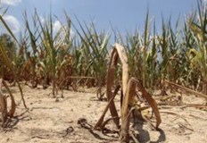 Изследователският център JRC Mars отчита силно засушаване и липса на