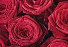 Хиляди майстори на дантела от 40 държави се събират в