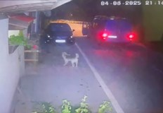 Извършителят е нанесъл удар с предмет върху животното без видима