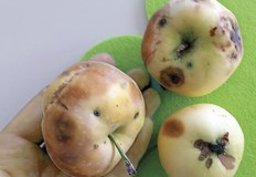 Медът поскъпва с 20 държавата обещава помощ за пчеларитеТотално загубена