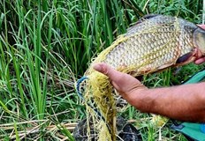 Извършителите на незаконния улов остават неизвестни Екипи на Изпълнителната агенция